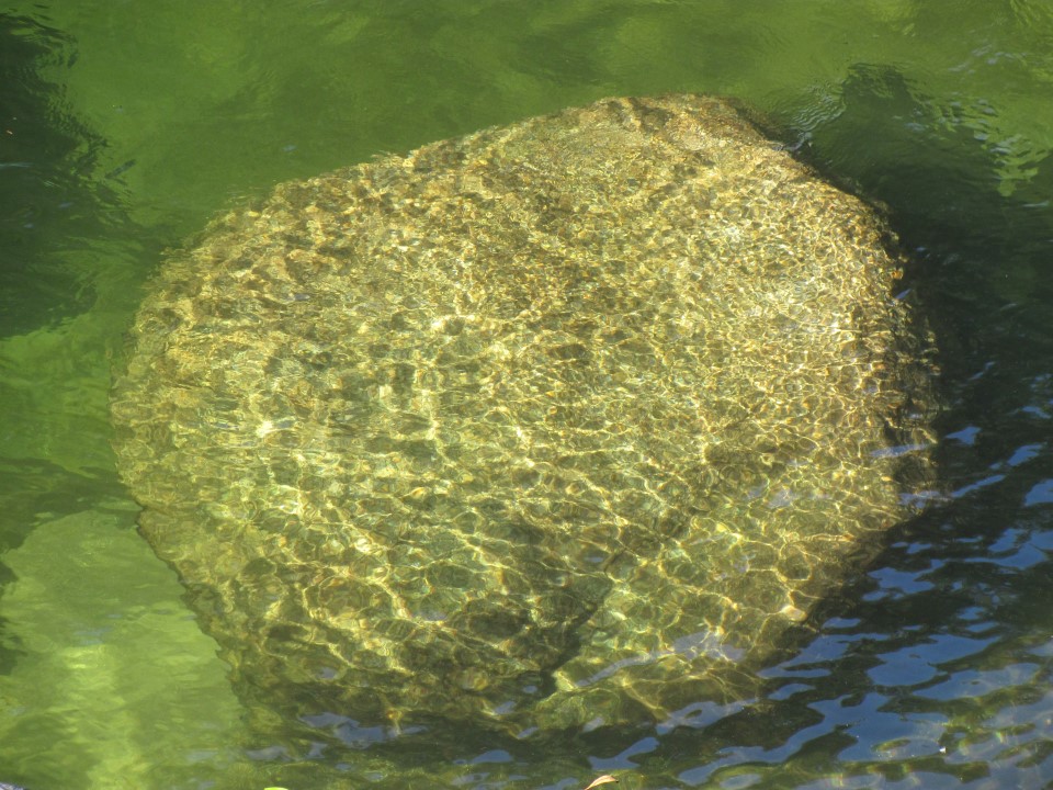 underwater river rock